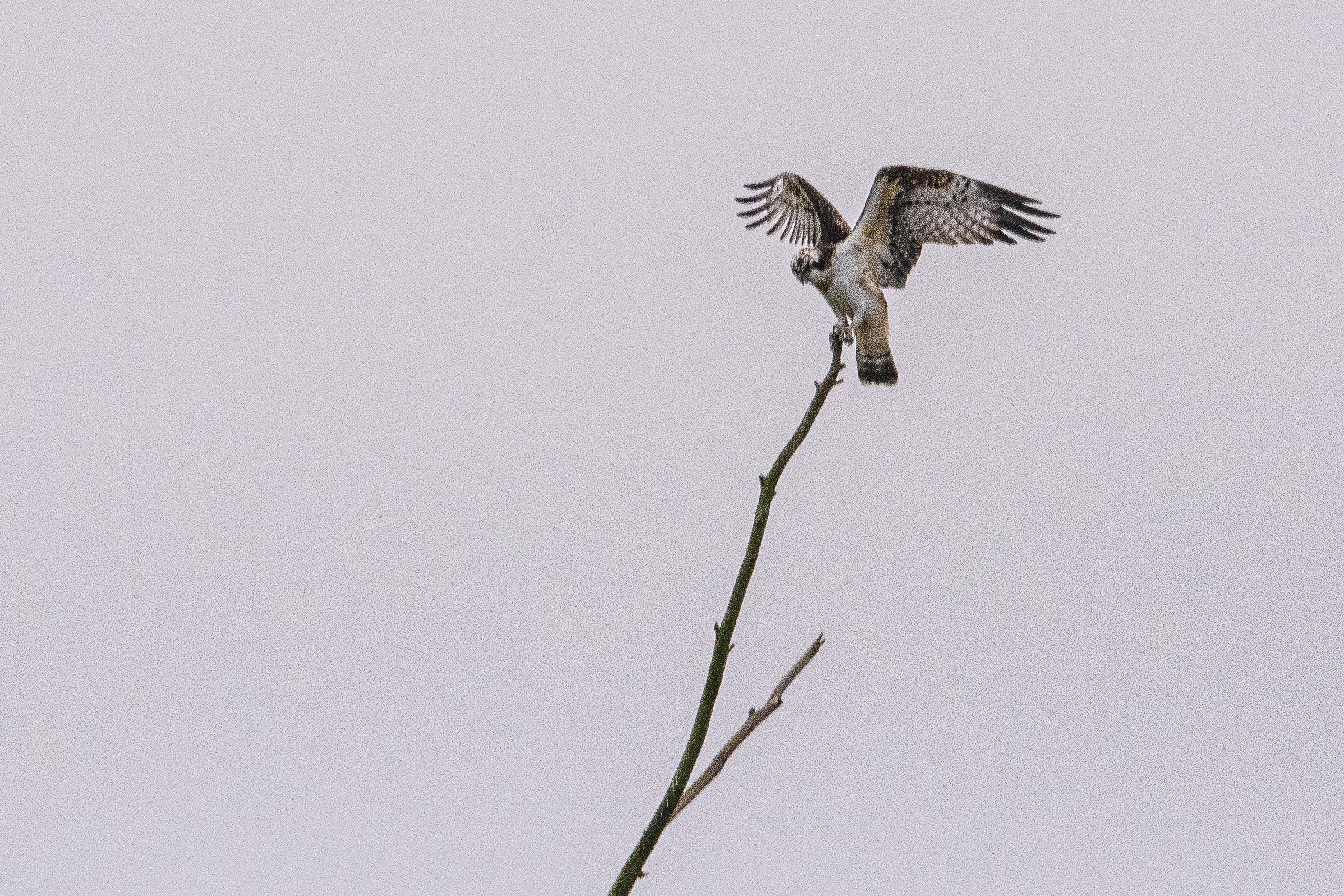 Balbuzard pêcheur juvénile (Osprey, Pandion haliaetus) se posant sur la cime du dortoir des Grands Cormorans de la Réserve Naturelle de Mont-Bernanchon, Hauts de France.